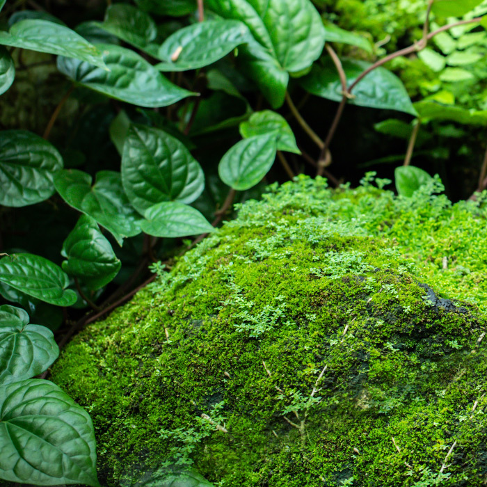 leaves moss sq l2ab9cd2
